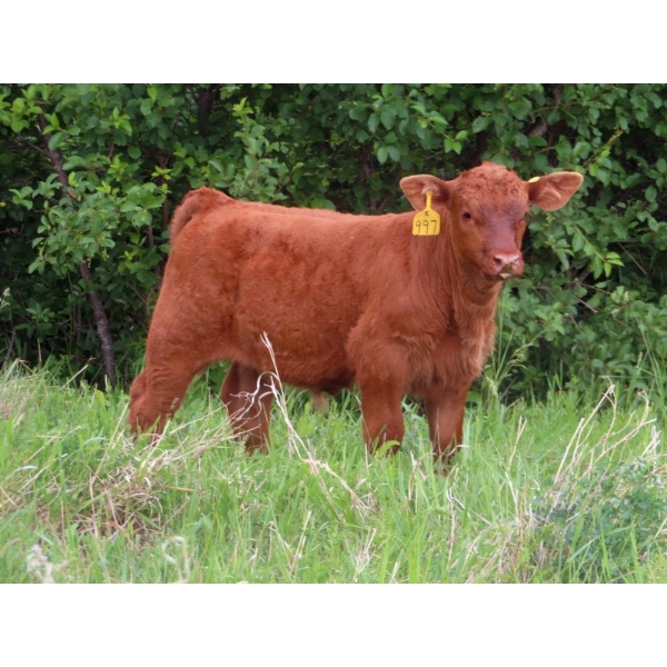 Les Marsh/Marsh Farms Ltd. - 620# October Delivery Steer Calves - 200 Head (Southey, SK) VBP+