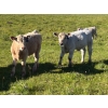 Image 11 : Cutting Edge/Holtry Creek - 675# November Delivery Steer Calves - 90 Head (100 Mile House, BC)