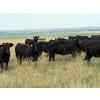 Image 2 : RJ Bart Stock Corp. - 900# August Delivery Grass Heifers - 120 Head (High River, AB)