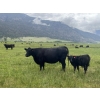 Image 3 : One Plus Cattle Co. - 640# November Delivery Steer Calves - 95 Head (Westwold, BC)