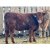 Image 7 : Blue Moon Cattle Co. - 800# March Delivery Weaned Heifers - 60 Head (Irricana, AB)