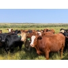 Image 6 : Riverbend Ranch - 1000# October Delivery Grass Steers - 120 Head (Coronation, AB)