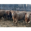 Image 4 : Leonard, Bonnie & Blair Zdan - 900# January Delivery Weaned Heifers - 68 Head (Alonsa, MB) VBP+