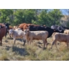 Image 5 : Farming Valley Ranch (Ben Tateson) - 540# November Delivery Heifer Calves - 100 Head (Cereal, AB)