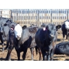 Image 3 : PSV Farms Ltd. - 890# July Delivery Heifers - 70 Head (Enchant, AB)