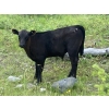 Image 5 : Beaver Ranch - 540# October Delivery Steer Calves - 220 Head (Quilchena, BC)