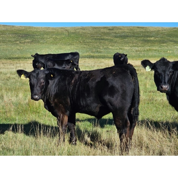 CC Farming Company - 680# October Delivery Steer Calves - 170 Head (Cayley, AB)