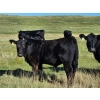 Image 1 : CC Farming Company - 680# October Delivery Steer Calves - 170 Head (Cayley, AB)