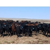 Image 2 : JT Cholin Farms - 900# September Delivery Grass Steers - 68 Head (Biggar, SK)