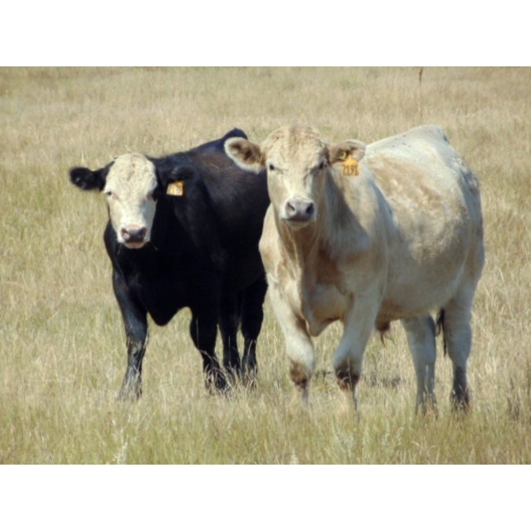 Riverbend Ranch - 950# October Delivery Grass Steers - 130 Head (Coronation, AB)