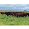 Image 5 : Triangle D Land & Cattle Co. - 825# September Delivery Grass Steers - 95 Head (Hanley, SK)