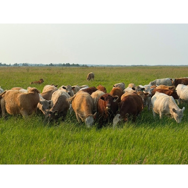 Terry & Wanda Martin - 900# September Delivery Grass Heifers - 200 Head (Guernsey, SK)
