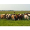 Image 1 : Terry & Wanda Martin - 900# September Delivery Grass Heifers - 200 Head (Guernsey, SK)