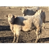 Image 8 : Winnifred Colony Farming Ltd. - 835# February Delivery Heifers - 44 Head (Winnifred, AB)