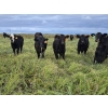 Image 6 : Malarky Farms - 35 Black/Black X Cow/Calf Pairs (Newdale, MB)