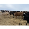 Image 13 : Vee Tee Feeders - 930# May Delivery Steers - 260 Head (Lloydminster, SK)