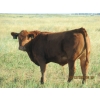 Image 5 : Leonard Lundquist & Andrew Ranching - 650# Steer Calves - 95 Head (Rolling Hills, AB)