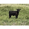 Image 9 : Dar-Lin Ranching - 430# November Delivery Heifer Calves - 110 Head (Big Stone, AB)