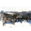 Image 4 : Right Cross Ranch - 1400# Open Cows - 42 Head (Kisbey, SK)