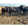 Image 4 : Birch Island Land & Cattle - 1075# July Delivery Heifers - 57 Head (Rhein, SK)