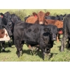 Image 2 : Jordan, Beau & Tom Jackson - 640# October Delivery Steer Calves - 95 Head (Sundre, AB)