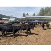 Image 6 : Moo Point Holdings - 790# Mixed Crossbreds - 80 Head (Merritt, BC)