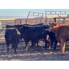 Image 4 : Bone Creek Ranch - 975# November Delivery Open Heifers - 63 Head (Maple Creek, SK)
