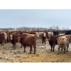 Image 6 : Clayton & Bailey Smith, Austin Hines - 1020# September Delivery Grass Heifers - 300 Head 