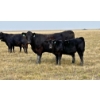 Image 10 : Douglass Bros. Ranching - 625# November Delivery Steer Calves - 100 Head (Gem, AB)