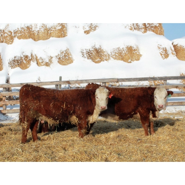 Birkenhagen Farms - 860# January Delivery Heifers - 60 Head (Carrot Creek, AB) VBP+