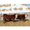 Image 1 : Birkenhagen Farms - 860# January Delivery Heifers - 60 Head (Carrot Creek, AB) VBP+