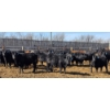 Image 3 : South Island Farms - 710# March/April Delivery Steers - 48 Head (Bow Island, AB)
