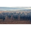 Image 3 : M.S. MacLean Livestock - 950# June Delivery Steers - 111 Head (Coaldale, AB)