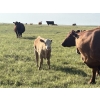 Image 6 : K Griffith Ranching - 585# November Delivery Steer Calves - 100 Head (Delia, AB)