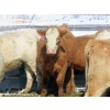 Image 8 : Frank Martens - 24 Tan/Silver Char X Bred Heifers (Theodore, SK)