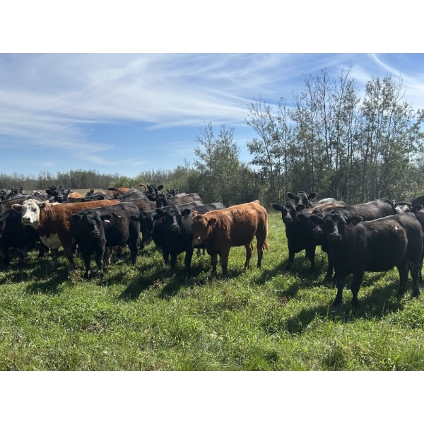 Vern Campbell - 880# October Delivery Grass Heifers - 207 Head (North Battleford, SK)