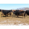 Image 6 : David Garvey - 1625# March Delivery Cows - 67 Head (Wapella, SK)