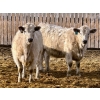 Image 4 : Stahlville Colony - 960# January Delivery Heifers - 81 Head (Rockyford, AB)
