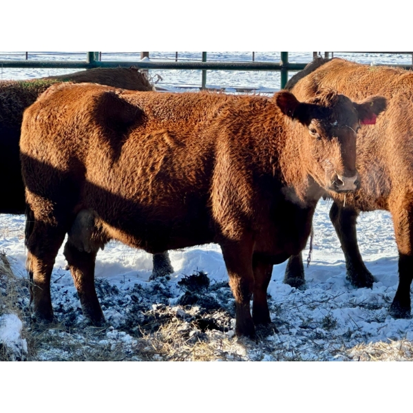 Resch Ranch - 5 Younger Cows (Pen 510)