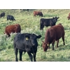 Image 3 : Bar 3 Ranches Ltd. - 960# September Delivery Grass Steers - 64 Head (Erskine, AB)