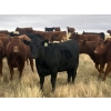 Image 9 : Rafter NZ Ranch - 11 Black X March/April Calving Bred Heifers (Pincher Creek, AB)
