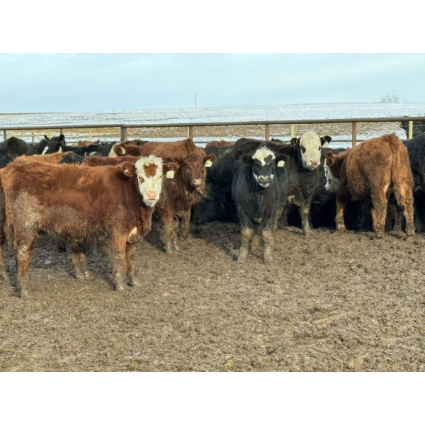 Grant & Hali Taillieu - 675# March Weaned Steers - 440 Head (Drayton Valley, AB)