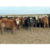 Image 1 : Grant & Hali Taillieu - 675# March Weaned Steers - 440 Head (Drayton Valley, AB)