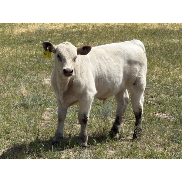 Bar S Cattle Co. - 485# September Delivery Steer Calves - 120 Head (Moose Jaw, SK)