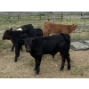 Image 2 : Linthicum Ranch - 550# October Delivery Steer Calves - 110 Head (Glentworth, SK)