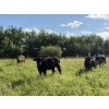 Image 21 : Sheldon Reimer - 940# September Delivery Grass Heifers - 325 Head (Cromer, MB)