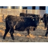 Image 5 : Drew Bayes - 650# Jan/Feb Delivery Heifers - 85 Head (Trochu, AB)