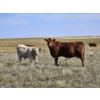 Image 6 : Logan Ranching - 685# November Delivery Steer Calves - 85 Head (Oyen, AB)
