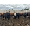 Image 6 : Cromer Cattle Company Inc. - 940# September Delivery Heifers - 64 Head (Cromer, MB)