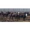 Image 7 : Ripple Rock Ranch - 700# June Delivery Heifers - 90 Head (Fincastle, AB)